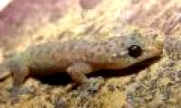 New discovery of precious and rare amphibian species