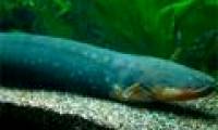 New discovery of the ability to control the eel's remote prey