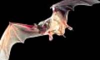 New discovery of the strange ability of bats