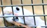 New discovery: Parrots also know how to create and use tools