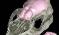 New discovery: The first mammal has a very good nose