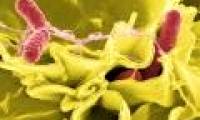 New drug resistant virus in cow's milk and humans