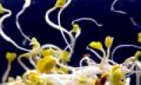 New E.coli bacteria: Faster, more toxic reproduction