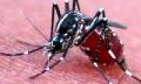 New explanation about mosquitoes that cannot spread HIV