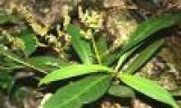 New findings: Willow leaves can treat 'HIV'