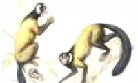 New fossils show primates that have ancestors in Asia