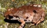 New frog species discovered in Son Tra peninsula