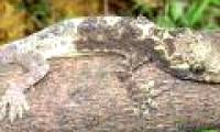 New gecko species discovered in Vietnam