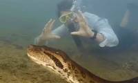 New giant python video discovered at Amazon
