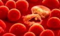 New hope for patients with Mediterranean anemia