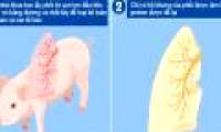 New hope for people who need transplants: Successfully cultivate new lungs