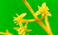 New insights into the evolution of the first angiosperms