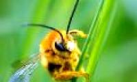 New interesting discovery about the ability of bee bees to learn