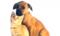 New medicine against fleas and ticks