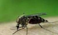 New method to effectively kill malaria mosquito larvae