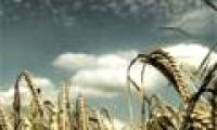 New method to increase crop yields