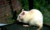 New method to treat spinal cord injury