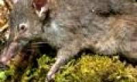 New mice without molars, like worms