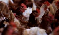 New pandemic risk from avian influenza virus
