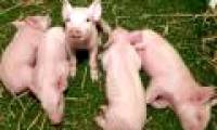 New pathogen from peptic ulcer disease
