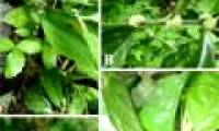 New plant species in Ha Giang limestone mountain