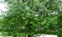 New plant varieties help improve soil