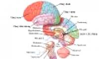 New progress of neuroscience