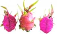 New purple dragon fruit varieties