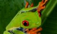 New report on mass extinction events in amphibians