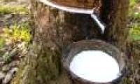 New research reveals a method to increase rubber latex production