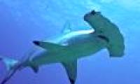 New research shows that hammer sharks may be more like 'vegetarian' than meat