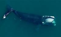 New research shows the ocean needs more whale poop, the more the better