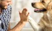 New research: Why can dogs understand human language?