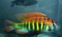 New species appear depending on how the female chooses the male
