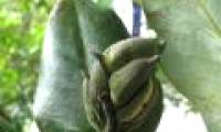 New species appear in Vietnam