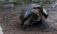 New species of giant tortoise discovered in the Galapagos Islands