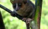 New species of tiny lemurs are discovered
