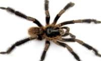 New spider species discovered in Cuba