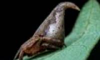 New spiders resemble Harry Potter's magic hat