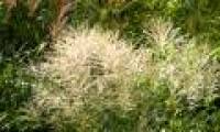 New step in bioenergy development