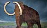 New step in reviving Woolly's long-haired mammoth