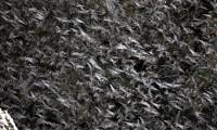 New strain of coronavirus discovered in bat droppings in Japanese cave