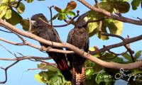New subspecies discovered the most famous parrot in Australia