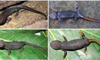 New super-cute crocodile newts discovered in Vietnam