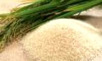 New types of rice soaked in warm water are also ripe