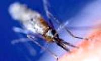 New way to fight malaria