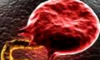 New way to kill malaria parasites