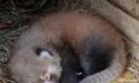 New Zealand celebrates the birth of a red panda