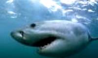 New Zealand: White sharks also have winter holidays