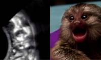 Newly published research shows that: marmosets know how to call their mother from the moment they are in the womb